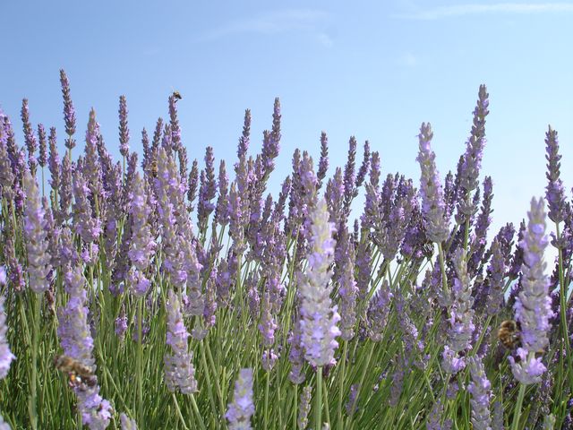 Champ de lavande